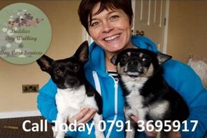 Best Dog Day Care in Wakefield | Top Kennels My Caring Dog – Tips, Stories, and Care Guides for Loving Pet Owners Best Dog Day Care in Wakefield | Top Kennels | My Caring Dog – Tips, Stories, and Care Guides for Loving Pet Owners