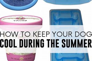 How To Keep A Dog Cool In The Car My Caring Dog – Tips, Stories, and Care Guides for Loving Pet Owners How To Keep A Dog Cool In The Car | My Caring Dog – Tips, Stories, and Care Guides for Loving Pet Owners