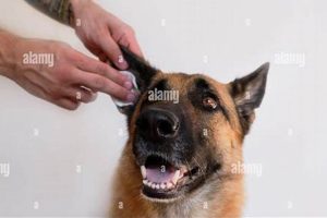Expert Dog Ear Care Tips & Tricks My Caring Dog – Tips, Stories, and Care Guides for Loving Pet Owners Expert Dog Ear Care Tips & Tricks | My Caring Dog – Tips, Stories, and Care Guides for Loving Pet Owners