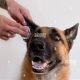Expert Dog Ear Care Tips & Tricks | My Caring Dog – Tips, Stories, and Care Guides for Loving Pet Owners