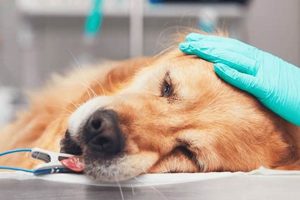 Compassionate Dog End of Life Care Near You My Caring Dog – Tips, Stories, and Care Guides for Loving Pet Owners Compassionate Dog End of Life Care Near You | My Caring Dog – Tips, Stories, and Care Guides for Loving Pet Owners