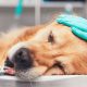 Compassionate Dog End of Life Care Near You | My Caring Dog – Tips, Stories, and Care Guides for Loving Pet Owners