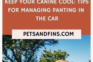 My Dog Pants In The Car My Caring Dog – Tips, Stories, and Care Guides for Loving Pet Owners My Dog Pants In The Car | My Caring Dog – Tips, Stories, and Care Guides for Loving Pet Owners