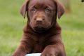 Free Lab Puppies In Indiana My Caring Dog – Tips, Stories, and Care Guides for Loving Pet Owners Free Lab Puppies In Indiana | My Caring Dog – Tips, Stories, and Care Guides for Loving Pet Owners