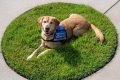 Guide Dogs.org My Caring Dog – Tips, Stories, and Care Guides for Loving Pet Owners Guide Dogs.org | My Caring Dog – Tips, Stories, and Care Guides for Loving Pet Owners