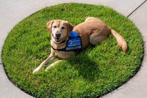 Guide Dogs.org My Caring Dog – Tips, Stories, and Care Guides for Loving Pet Owners Guide Dogs.org | My Caring Dog – Tips, Stories, and Care Guides for Loving Pet Owners