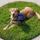 Guide Dogs.org | My Caring Dog – Tips, Stories, and Care Guides for Loving Pet Owners