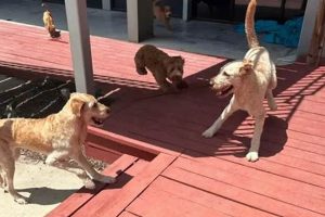 Top Dog Day Care: Best Pet Services & More My Caring Dog – Tips, Stories, and Care Guides for Loving Pet Owners Top Dog Day Care: Best Pet Services & More | My Caring Dog – Tips, Stories, and Care Guides for Loving Pet Owners