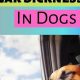 Spotting Dog Car Sickness: Signs & Solutions | My Caring Dog – Tips, Stories, and Care Guides for Loving Pet Owners