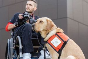 Texas Service Dogs: Your Guide & Laws My Caring Dog – Tips, Stories, and Care Guides for Loving Pet Owners Texas Service Dogs: Your Guide & Laws | My Caring Dog – Tips, Stories, and Care Guides for Loving Pet Owners