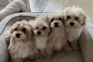 Best Puppies Co. for Car Dog Travel My Caring Dog – Tips, Stories, and Care Guides for Loving Pet Owners Best Puppies Co. for Car Dog Travel | My Caring Dog – Tips, Stories, and Care Guides for Loving Pet Owners