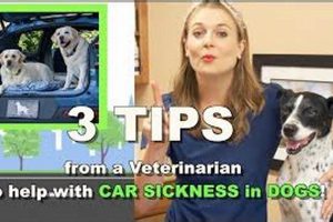 Dog Car Sickness: Can I Use Zofran? My Caring Dog – Tips, Stories, and Care Guides for Loving Pet Owners Dog Car Sickness: Can I Use Zofran? | My Caring Dog – Tips, Stories, and Care Guides for Loving Pet Owners