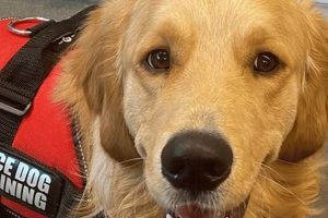 Self Train Service Dog My Caring Dog – Tips, Stories, and Care Guides for Loving Pet Owners Self Train Service Dog | My Caring Dog – Tips, Stories, and Care Guides for Loving Pet Owners