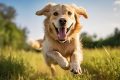 How Do You Get A Dog For Free My Caring Dog – Tips, Stories, and Care Guides for Loving Pet Owners How Do You Get A Dog For Free | My Caring Dog – Tips, Stories, and Care Guides for Loving Pet Owners