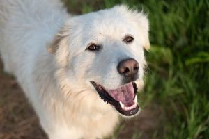Car Dog Essentials: What If Your Dog My Caring Dog – Tips, Stories, and Care Guides for Loving Pet Owners Car Dog Essentials: What If Your Dog | My Caring Dog – Tips, Stories, and Care Guides for Loving Pet Owners