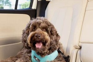 Best Sleepypod Dog Harness Car: Safe Travel My Caring Dog – Tips, Stories, and Care Guides for Loving Pet Owners Best Sleepypod Dog Harness Car: Safe Travel | My Caring Dog – Tips, Stories, and Care Guides for Loving Pet Owners
