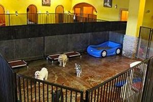 Top-Rated Las Vegas Dog Day Care & Boarding My Caring Dog – Tips, Stories, and Care Guides for Loving Pet Owners Top-Rated Las Vegas Dog Day Care & Boarding | My Caring Dog – Tips, Stories, and Care Guides for Loving Pet Owners