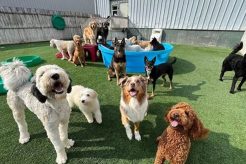 Best Dog Day Care in Towson, MD: Top Picks My Caring Dog – Tips, Stories, and Care Guides for Loving Pet Owners Best Dog Day Care in Towson, MD: Top Picks | My Caring Dog – Tips, Stories, and Care Guides for Loving Pet Owners