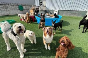 Best Dog Day Care in Towson, MD: Top Picks My Caring Dog – Tips, Stories, and Care Guides for Loving Pet Owners Best Dog Day Care in Towson, MD: Top Picks | My Caring Dog – Tips, Stories, and Care Guides for Loving Pet Owners