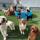 Best Dog Day Care in Towson, MD: Top Picks | My Caring Dog – Tips, Stories, and Care Guides for Loving Pet Owners