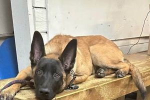 Best Compatible Canine Centers for Car Dogs My Caring Dog – Tips, Stories, and Care Guides for Loving Pet Owners Best Compatible Canine Centers for Car Dogs | My Caring Dog – Tips, Stories, and Care Guides for Loving Pet Owners