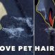 How Do You Remove Dog Hair From Car Seats | My Caring Dog – Tips, Stories, and Care Guides for Loving Pet Owners