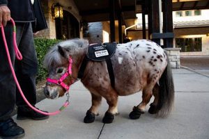 Find Certified Service Animals Near You My Caring Dog – Tips, Stories, and Care Guides for Loving Pet Owners Find Certified Service Animals Near You | My Caring Dog – Tips, Stories, and Care Guides for Loving Pet Owners