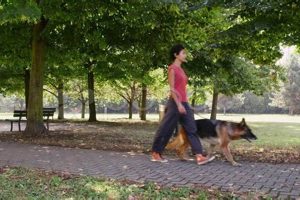 Best Dog Breeds for People with Cars My Caring Dog – Tips, Stories, and Care Guides for Loving Pet Owners Best Dog Breeds for People with Cars | My Caring Dog – Tips, Stories, and Care Guides for Loving Pet Owners