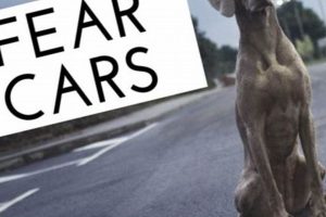 Expert Tips: Train Your Dog to Avoid Cars & Stay Safe My Caring Dog – Tips, Stories, and Care Guides for Loving Pet Owners Expert Tips: Train Your Dog to Avoid Cars & Stay Safe | My Caring Dog – Tips, Stories, and Care Guides for Loving Pet Owners