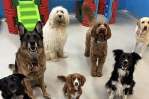 Happy Tails Dog Day Care My Caring Dog – Tips, Stories, and Care Guides for Loving Pet Owners Happy Tails Dog Day Care | My Caring Dog – Tips, Stories, and Care Guides for Loving Pet Owners