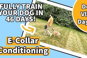 Excite Your Car Dog: Easy Engagement Tips My Caring Dog – Tips, Stories, and Care Guides for Loving Pet Owners Excite Your Car Dog: Easy Engagement Tips | My Caring Dog – Tips, Stories, and Care Guides for Loving Pet Owners