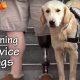 Training Your Dog to be a Service Animal | My Caring Dog – Tips, Stories, and Care Guides for Loving Pet Owners