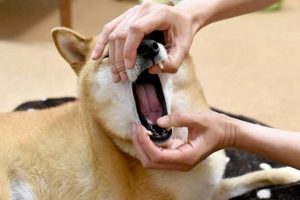 Dog Oronasal Fistula Care & Treatment Guide My Caring Dog – Tips, Stories, and Care Guides for Loving Pet Owners Dog Oronasal Fistula Care & Treatment Guide | My Caring Dog – Tips, Stories, and Care Guides for Loving Pet Owners