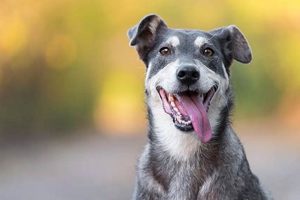 Top Canie Dogs Breeds for Car Travel My Caring Dog – Tips, Stories, and Care Guides for Loving Pet Owners Top Canie Dogs Breeds for Car Travel | My Caring Dog – Tips, Stories, and Care Guides for Loving Pet Owners