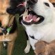 Best Dog Day Care in Goleta: Top Choices | My Caring Dog – Tips, Stories, and Care Guides for Loving Pet Owners