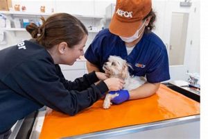 Top-Notch ASPCA Care Tips for Dog Owners My Caring Dog – Tips, Stories, and Care Guides for Loving Pet Owners Top-Notch ASPCA Care Tips for Dog Owners | My Caring Dog – Tips, Stories, and Care Guides for Loving Pet Owners