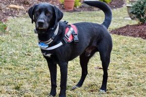 Find Your Perfect Service Dog Adoption Today My Caring Dog – Tips, Stories, and Care Guides for Loving Pet Owners Find Your Perfect Service Dog Adoption Today | My Caring Dog – Tips, Stories, and Care Guides for Loving Pet Owners