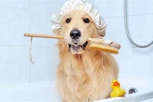 Keep Your Car Dog Spotless: Cleaning Tips & Tricks My Caring Dog – Tips, Stories, and Care Guides for Loving Pet Owners Keep Your Car Dog Spotless: Cleaning Tips & Tricks | My Caring Dog – Tips, Stories, and Care Guides for Loving Pet Owners