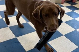 Best Double Dog Day Care in Stow OH: Pup Paradise My Caring Dog – Tips, Stories, and Care Guides for Loving Pet Owners Best Double Dog Day Care in Stow OH: Pup Paradise | My Caring Dog – Tips, Stories, and Care Guides for Loving Pet Owners