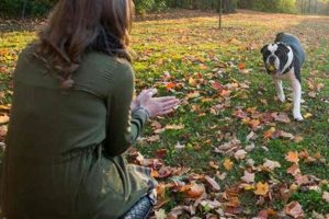 Best Dog Training Courses & Techniques My Caring Dog – Tips, Stories, and Care Guides for Loving Pet Owners Best Dog Training Courses & Techniques | My Caring Dog – Tips, Stories, and Care Guides for Loving Pet Owners