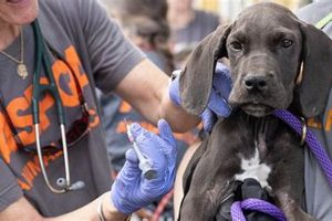 ASPCA Dog Adoption & Care Guide My Caring Dog – Tips, Stories, and Care Guides for Loving Pet Owners ASPCA Dog Adoption & Care Guide | My Caring Dog – Tips, Stories, and Care Guides for Loving Pet Owners