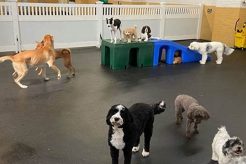 Best Doggy Day Care for Senior Dogs: A Guide My Caring Dog – Tips, Stories, and Care Guides for Loving Pet Owners Best Doggy Day Care for Senior Dogs: A Guide | My Caring Dog – Tips, Stories, and Care Guides for Loving Pet Owners