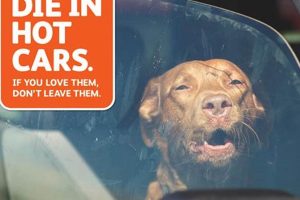 Dogs Die In Hot Cars My Caring Dog – Tips, Stories, and Care Guides for Loving Pet Owners Dogs Die In Hot Cars | My Caring Dog – Tips, Stories, and Care Guides for Loving Pet Owners