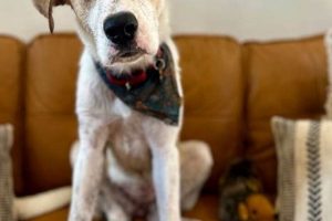 Best Dog Day Care in Narragansett, RI My Caring Dog – Tips, Stories, and Care Guides for Loving Pet Owners Best Dog Day Care in Narragansett, RI | My Caring Dog – Tips, Stories, and Care Guides for Loving Pet Owners