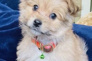 Find Free Puppies in St. Louis (By Owner) My Caring Dog – Tips, Stories, and Care Guides for Loving Pet Owners Find Free Puppies in St. Louis (By Owner) | My Caring Dog – Tips, Stories, and Care Guides for Loving Pet Owners