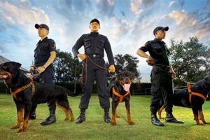 Top K9 Dog Services & Training Experts My Caring Dog – Tips, Stories, and Care Guides for Loving Pet Owners Top K9 Dog Services & Training Experts | My Caring Dog – Tips, Stories, and Care Guides for Loving Pet Owners