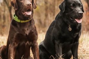 Best Labrador Rescue Centers in St. Louis My Caring Dog – Tips, Stories, and Care Guides for Loving Pet Owners Best Labrador Rescue Centers in St. Louis | My Caring Dog – Tips, Stories, and Care Guides for Loving Pet Owners