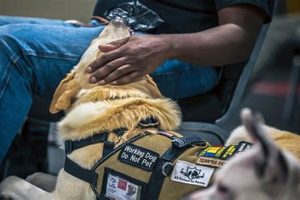 Find & Train Your Service Dog: Top Resources My Caring Dog – Tips, Stories, and Care Guides for Loving Pet Owners Find & Train Your Service Dog: Top Resources | My Caring Dog – Tips, Stories, and Care Guides for Loving Pet Owners