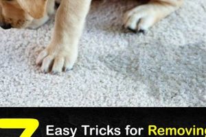 Banish Dog Odor From Your Car: Expert Tips & Tricks My Caring Dog – Tips, Stories, and Care Guides for Loving Pet Owners Banish Dog Odor From Your Car: Expert Tips & Tricks | My Caring Dog – Tips, Stories, and Care Guides for Loving Pet Owners