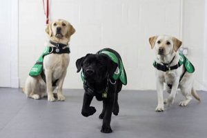 Trained Dementia Service Dogs for Sale & Adoption My Caring Dog – Tips, Stories, and Care Guides for Loving Pet Owners Trained Dementia Service Dogs for Sale & Adoption | My Caring Dog – Tips, Stories, and Care Guides for Loving Pet Owners